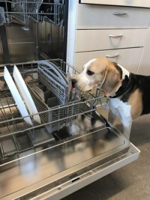 Nuser Bizsys hund