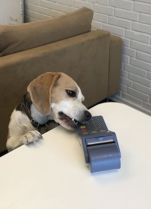 company dog